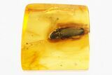 Detailed Fossil Click Beetle (Elateridae) in Baltic Amber #307629-1